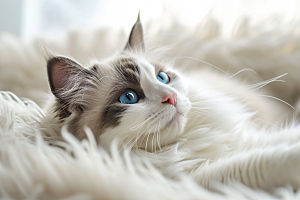 可爱布偶猫高清品种猫摄影图