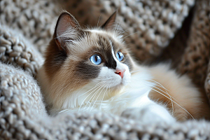 可爱布偶猫仙女猫品种猫摄影图