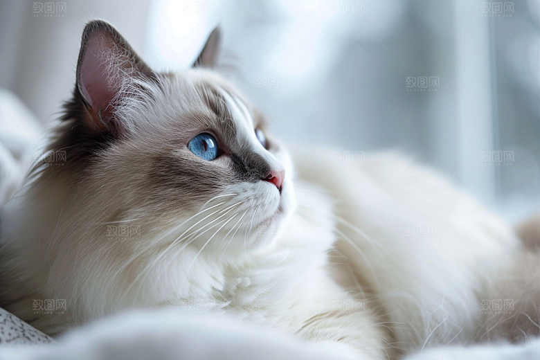 可爱布偶猫动物仙女猫摄影图