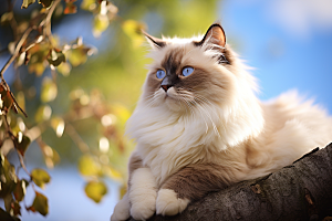 可爱布偶猫动物优雅摄影图