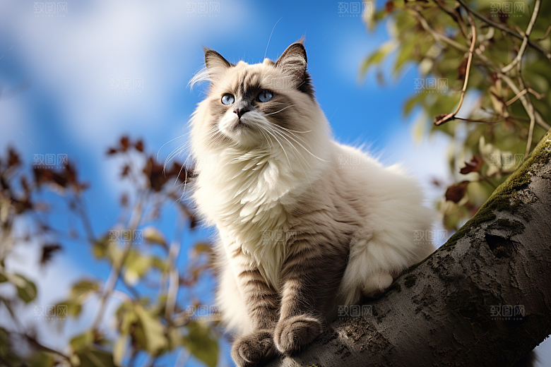 可爱布偶猫宠物仙女猫摄影图