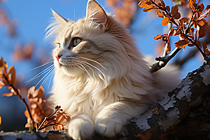 可爱布偶猫长毛猫优雅摄影图