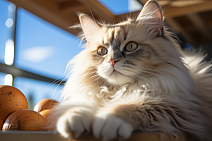 可爱布偶猫高清动物摄影图