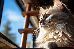 可爱布偶猫仙女猫品种猫摄影图