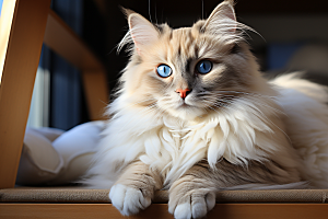 可爱布偶猫优雅仙女猫摄影图