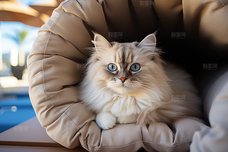 可爱布偶猫优雅高清摄影图