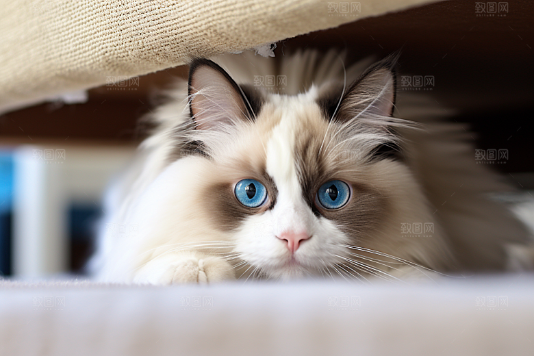 可爱布偶猫家居动物摄影图