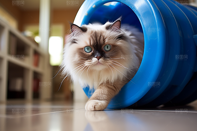 可爱布偶猫优雅家居摄影图