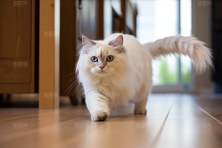 可爱布偶猫动物高清摄影图