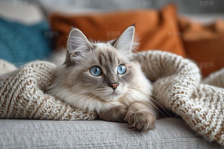 可爱布偶猫长毛猫品种猫摄影图