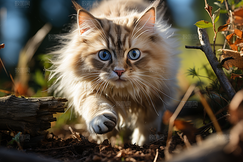 可爱布偶猫家居仙女猫摄影图
