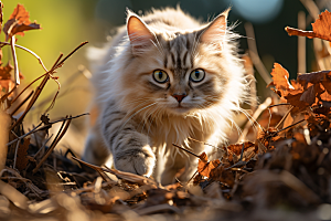 可爱布偶猫优雅品种猫摄影图