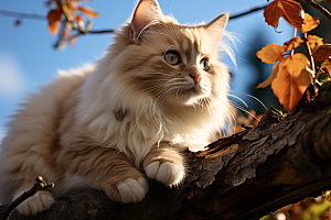 可爱布偶猫长毛猫高清摄影图
