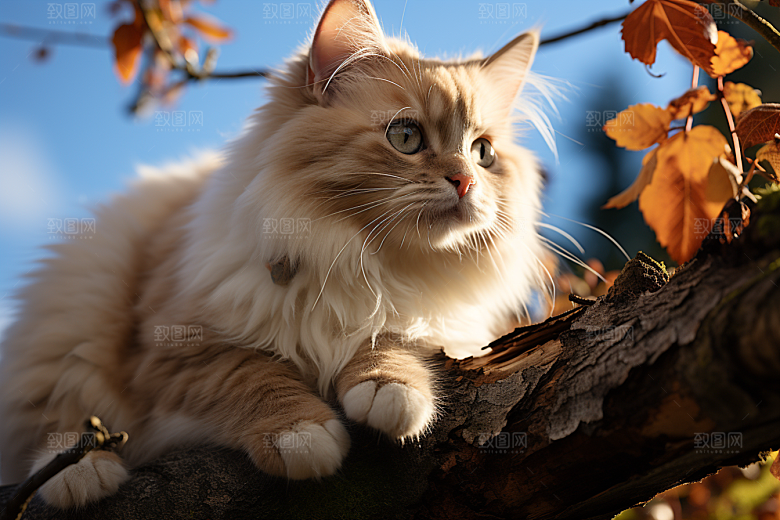 可爱布偶猫长毛猫高清摄影图