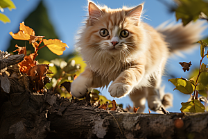 可爱布偶猫宠物长毛猫摄影图