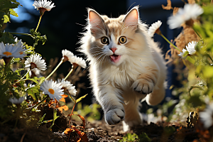 可爱布偶猫长毛猫仙女猫摄影图