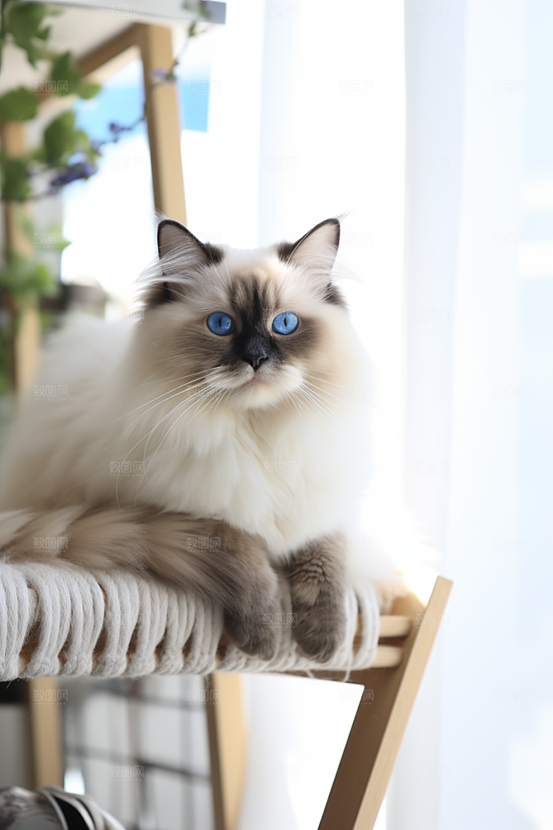 可爱布偶猫家居动物摄影图