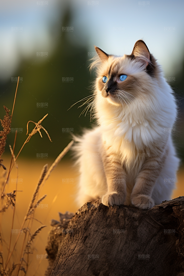 可爱布偶猫宠物品种猫摄影图