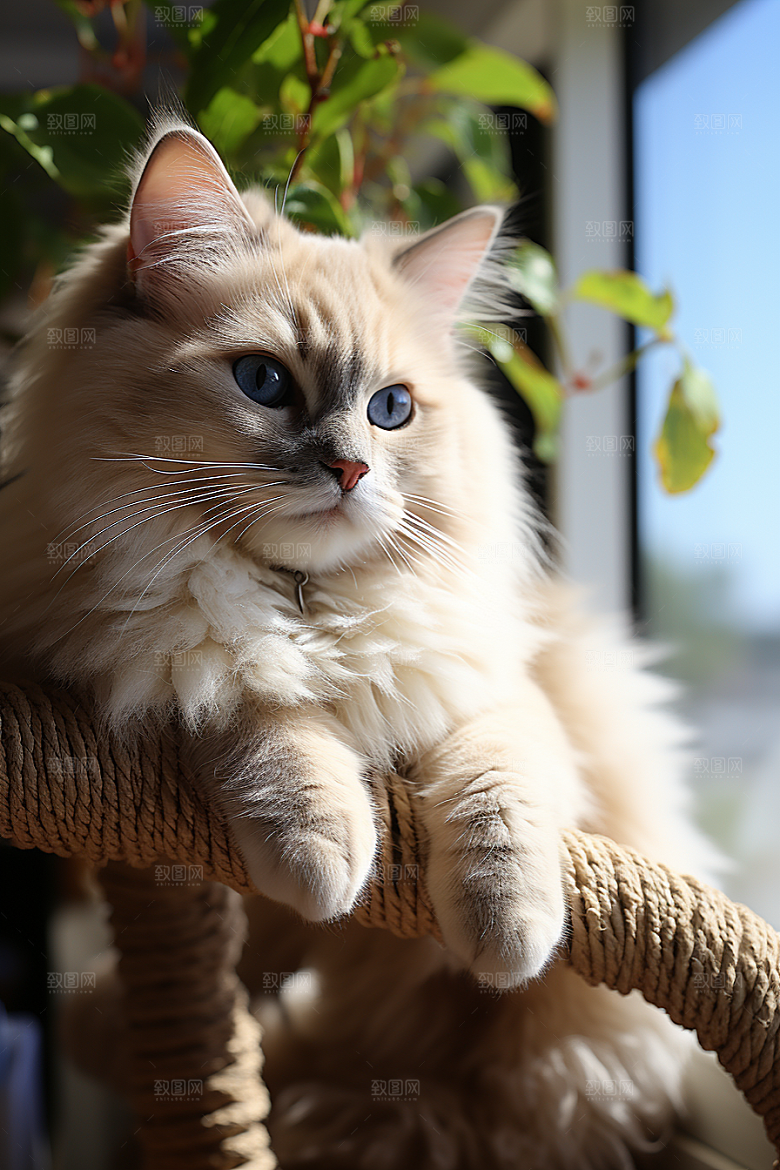 可爱布偶猫动物仙女猫摄影图
