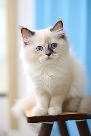 可爱布偶猫宠物仙女猫摄影图