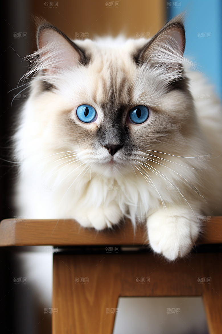 可爱布偶猫动物高清摄影图
