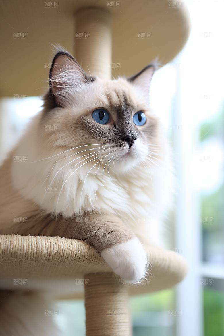 可爱布偶猫长毛猫高清摄影图