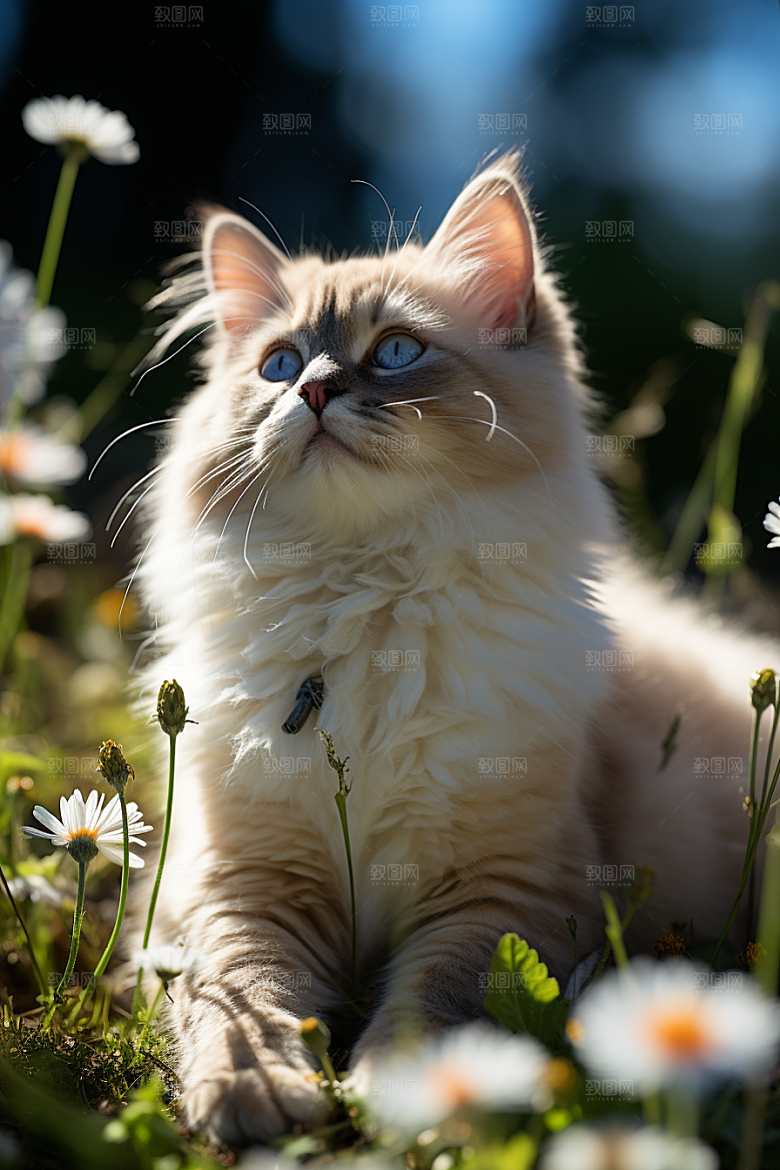 可爱布偶猫家居长毛猫摄影图