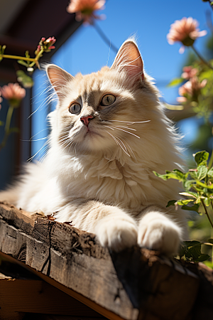 可爱布偶猫宠物品种猫摄影图