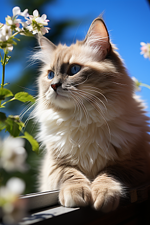 可爱布偶猫仙女猫优雅摄影图