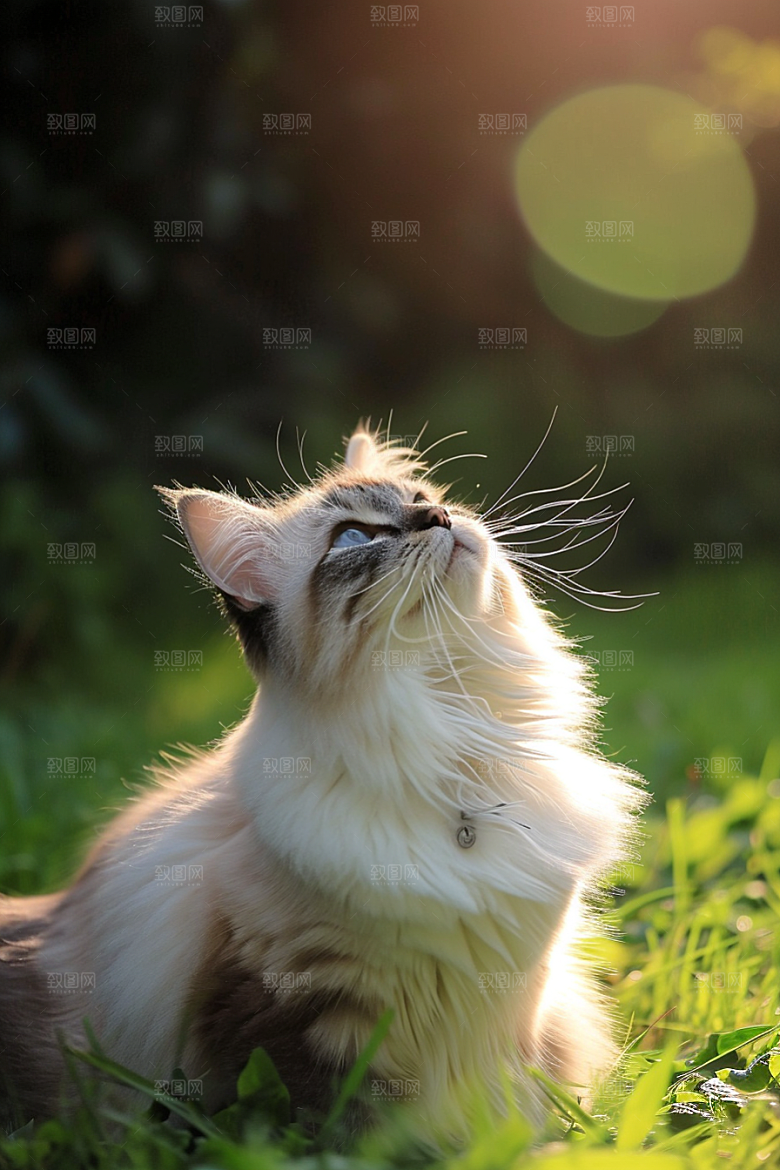 可爱布偶猫动物长毛猫摄影图