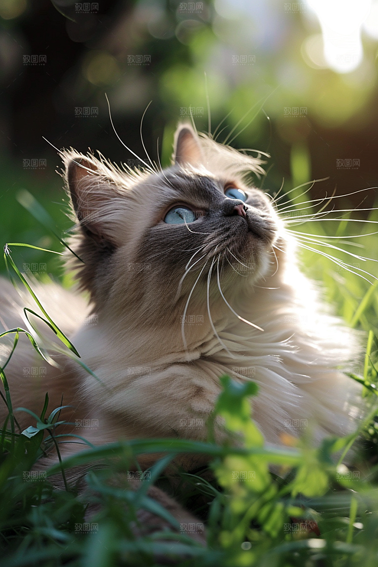 可爱布偶猫高清优雅摄影图