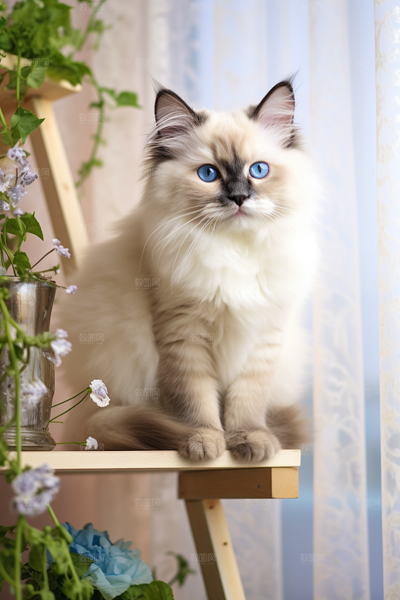 可爱布偶猫家居仙女猫摄影图