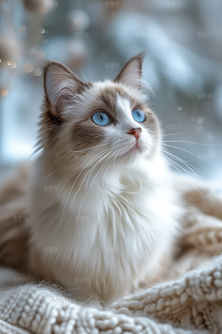 可爱布偶猫仙女猫长毛猫摄影图