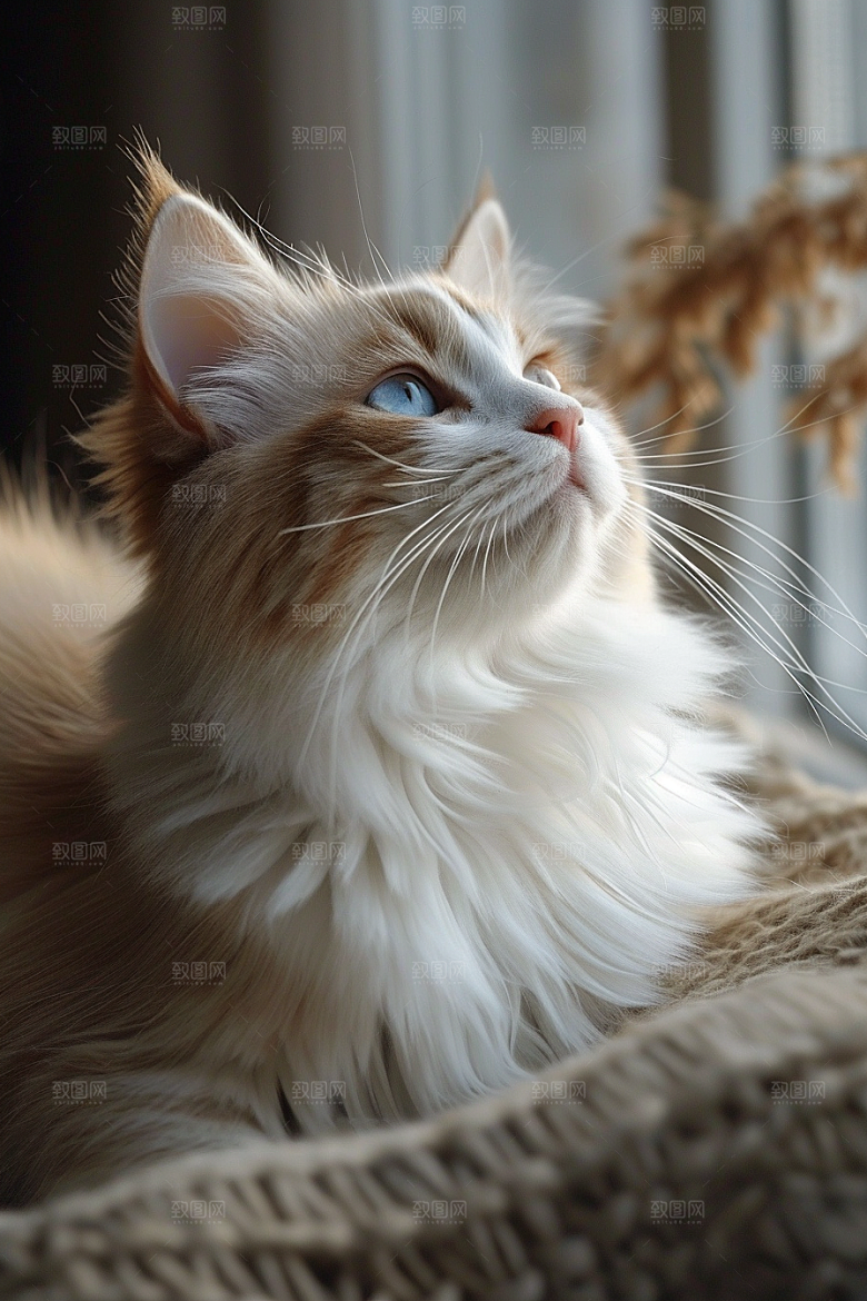 可爱布偶猫高清动物摄影图