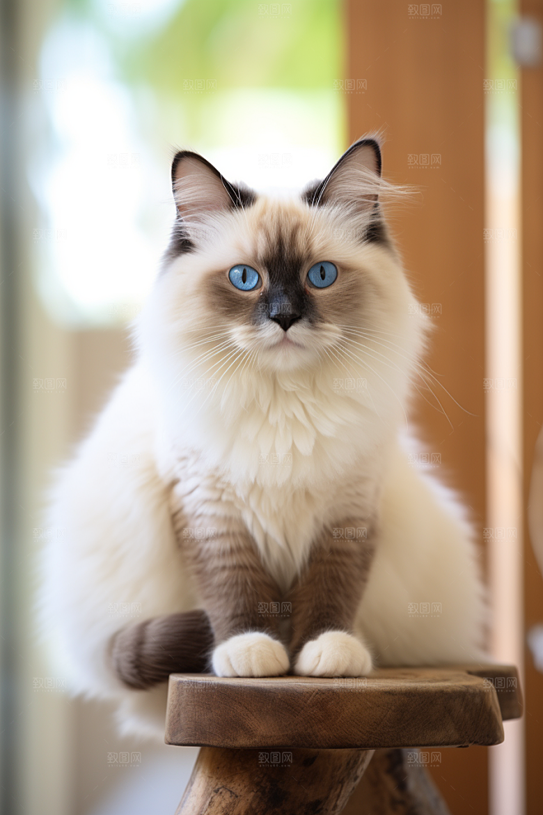 可爱布偶猫仙女猫动物摄影图