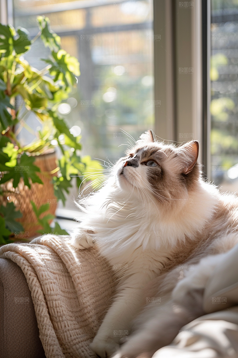 可爱布偶猫优雅宠物摄影图