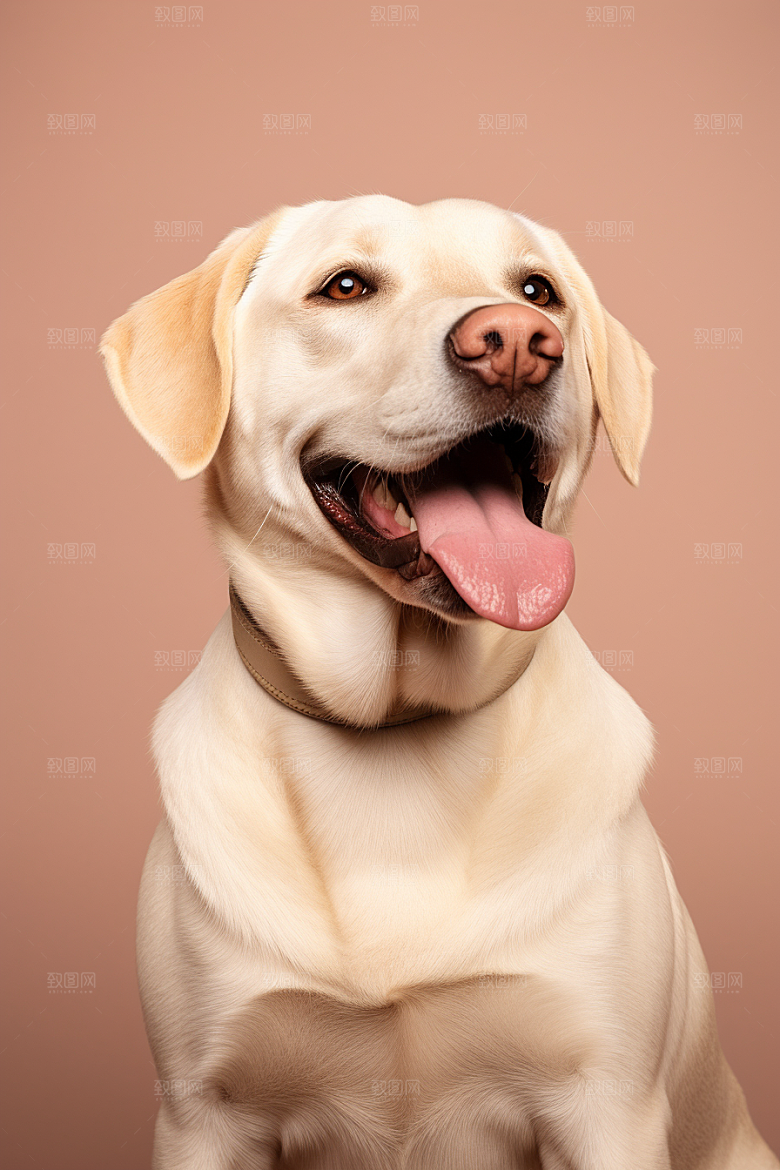 拉布拉多导盲犬简约摄影图