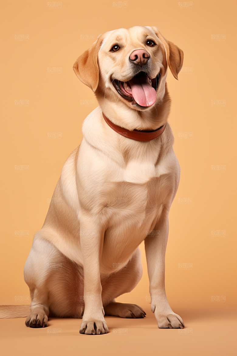 拉布拉多写真导盲犬摄影图