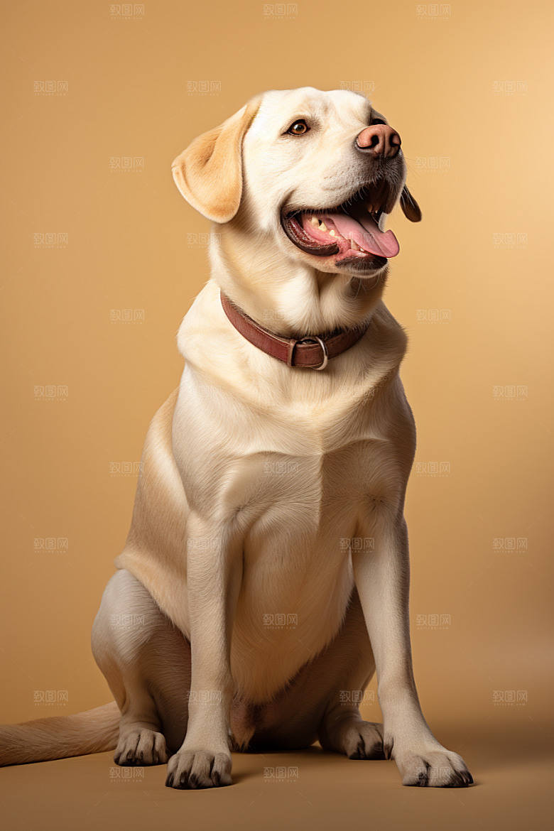 拉布拉多肖像导盲犬摄影图