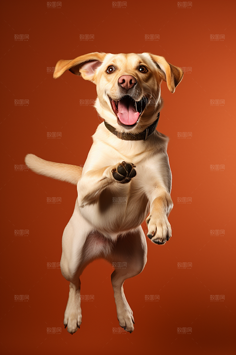 拉布拉多导盲犬肖像摄影图