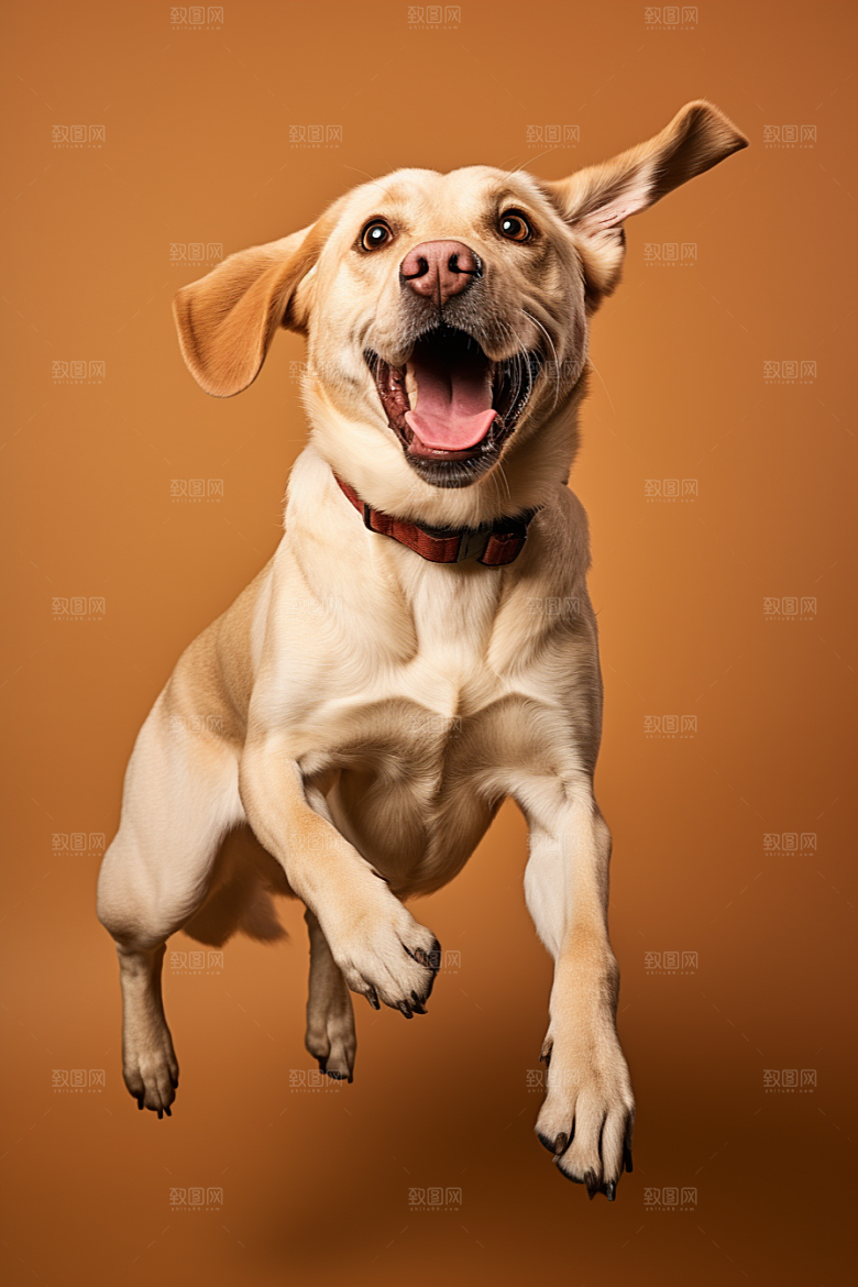 拉布拉多写真导盲犬摄影图