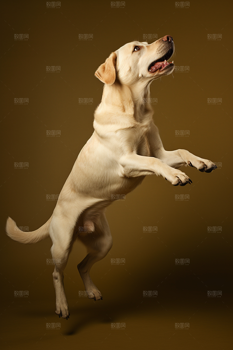 拉布拉多导盲犬肖像摄影图