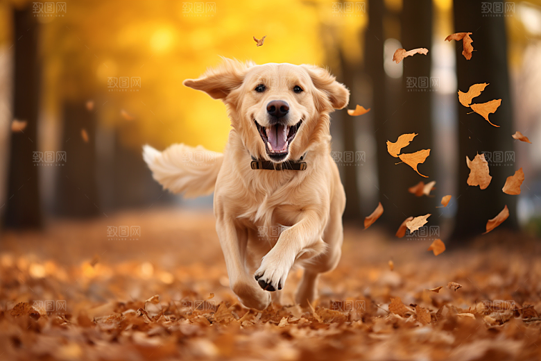 拉布拉多导盲犬肖像摄影图