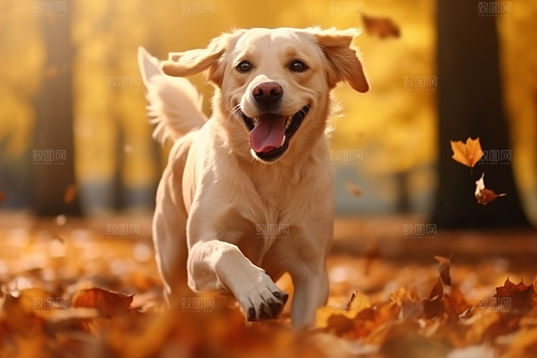 拉布拉多形象导盲犬摄影图