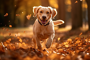 拉布拉多高清导盲犬摄影图