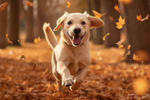 拉布拉多导盲犬写真摄影图