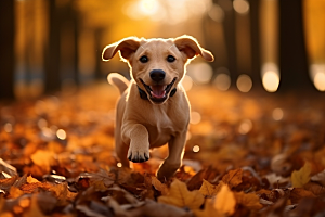 拉布拉多简约导盲犬摄影图