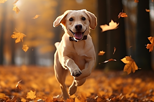 拉布拉多导盲犬高清摄影图
