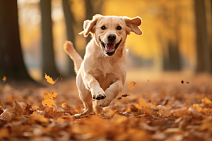 拉布拉多导盲犬高清摄影图