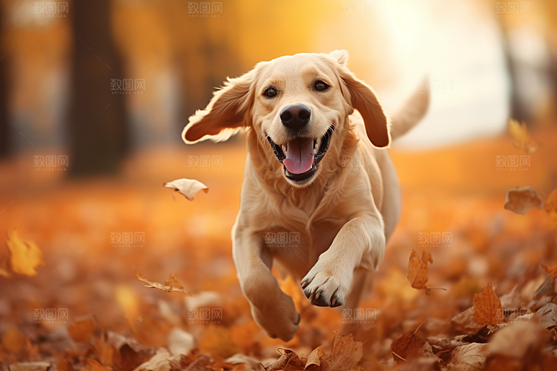 拉布拉多导盲犬宠物摄影图